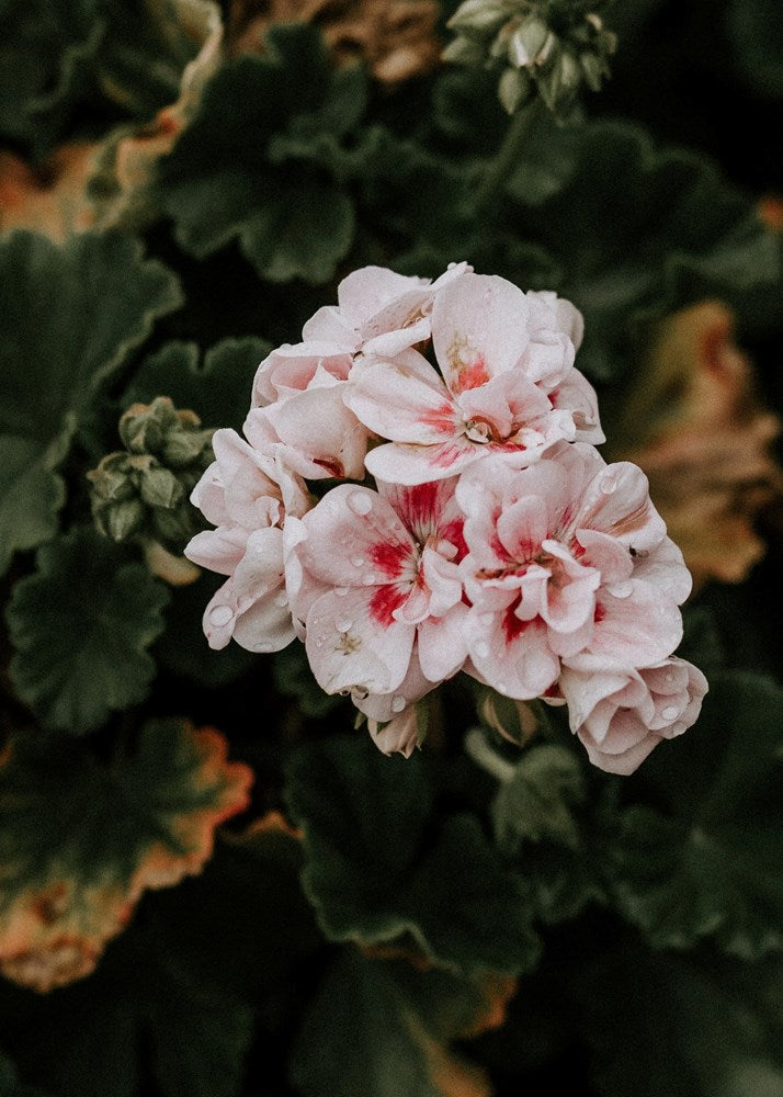 Body Wash / Harakeke & Blood Orange