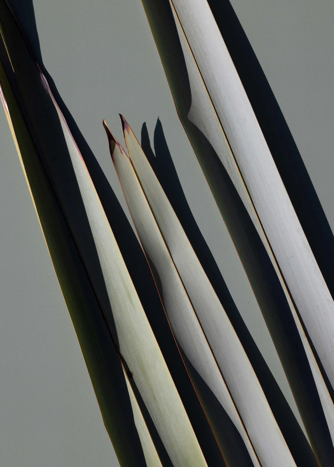 Restore Handcream Tube / Harakeke & Blood Orange